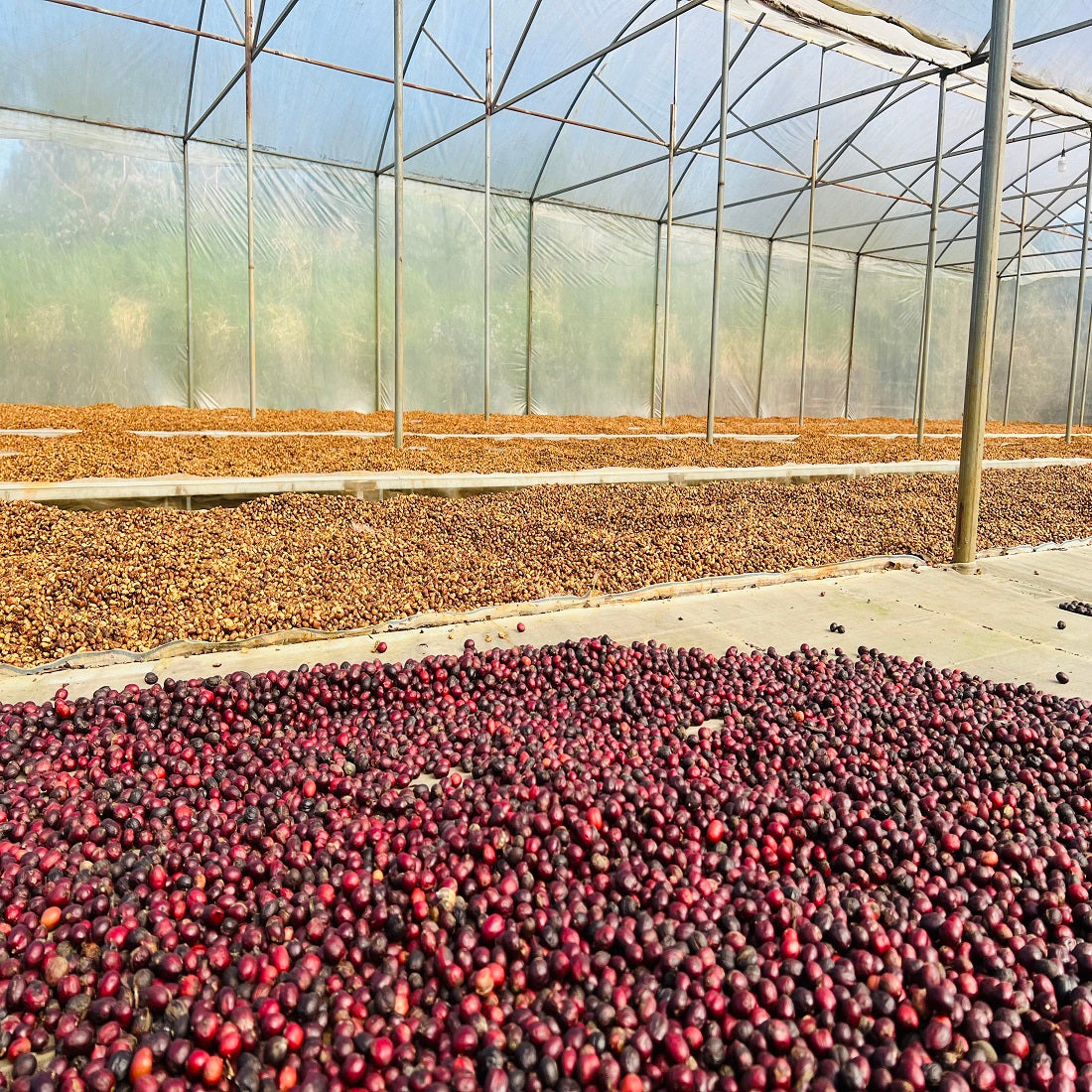 Fine Robusta Blended Coffee Ground