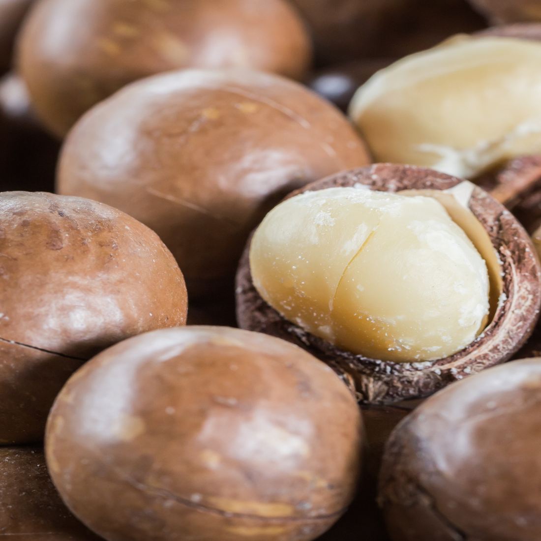 Macadamia VIP Size with Shell