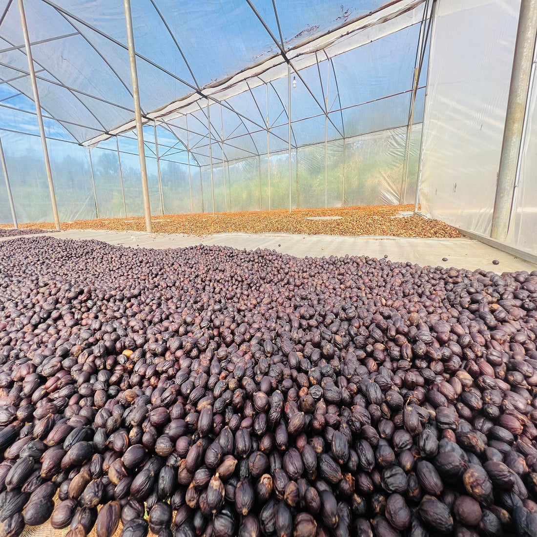 Fine Robusta Natural Ground