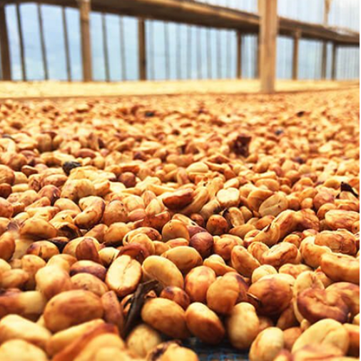 Premium Quality Yellow Whole Beans