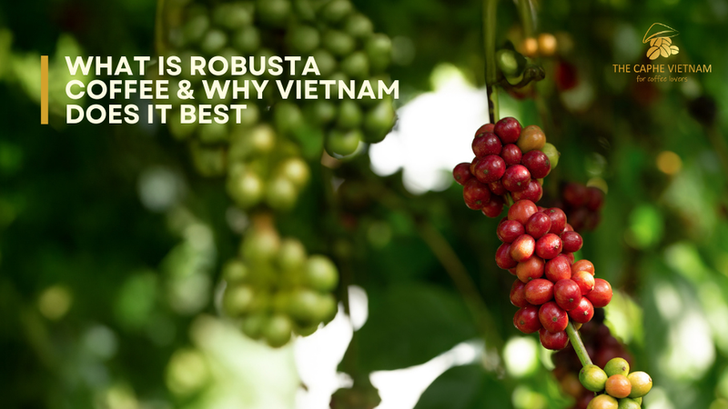 What Is Robusta Coffee & Why Vietnam Does It Best