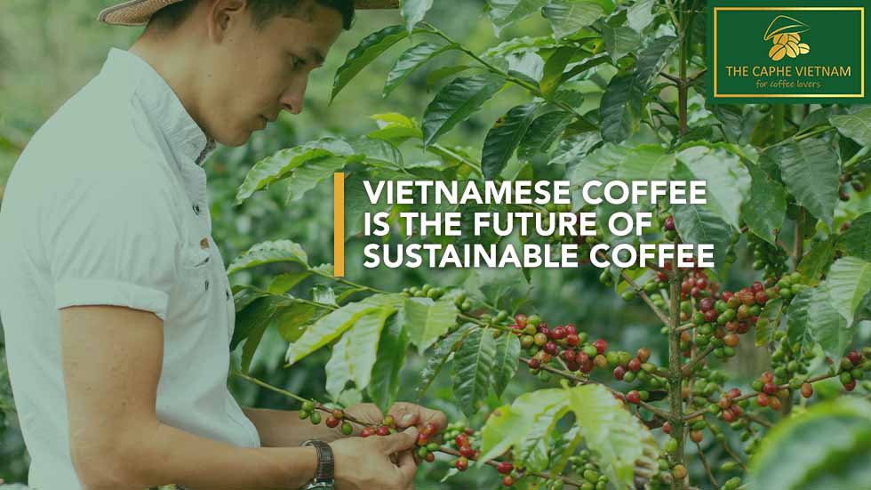Vietnamese Coffee Is the Future of Sustainable Coffee Farming