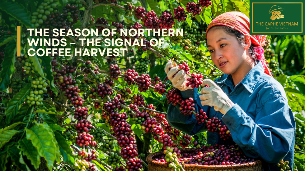 The Season of Northern Winds – The Signal of Coffee Harvest
