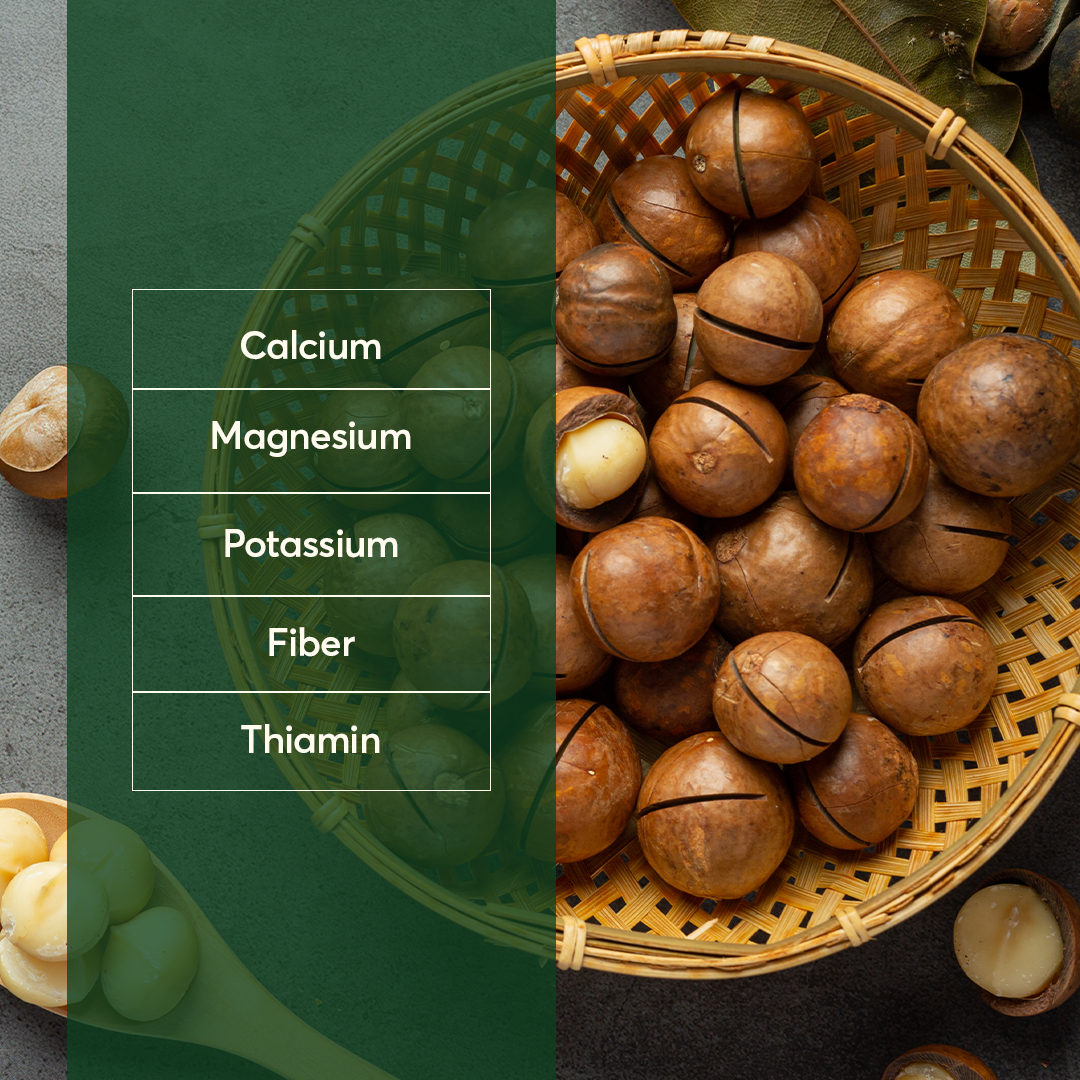 Macadamia VIP Size with Shell